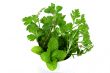 Garden Fresh Herbs