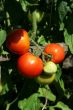 Red tomatoes
