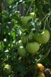 Green tomatoes