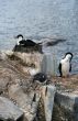 Cormorants with gentoo penguin