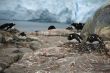 Gentoo penguin rookery