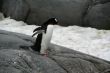 Gentoo penguin moving down rock ramp