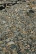 Granite pebbles, rounded by the ocean