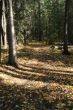 Autumn forest trail