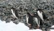 Gentoo penguins, on rocky beach
