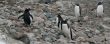 Gentoo penguins, on rocky beach