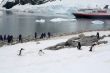 Tourists photographing Gentoo penguin