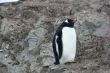 Gentoo penguin, standing