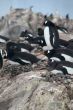 Gentoo penguins, nesting