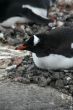 Gentoo Penguin in nesting area