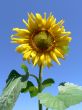 Flower of the sunflower