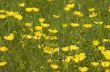 Buttercups