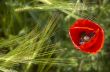 Poppy and Wheat