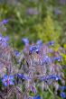 Borago officinalis