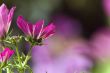 Cosmos pink