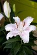Easter lily