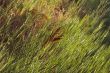 Grass background