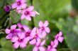 Oxalis