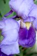 Purple bearded iris