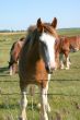 Grazing Herd