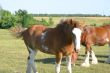 Clydesdale Looking
