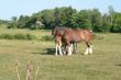 Clydesdale Hundle