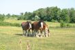 Clydesdale Hundle