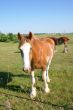 Curious Clydesdale