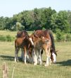 Grooming Clydesdales
