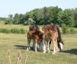 Grooming Clydesdales