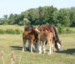 Grooming Clydesdales