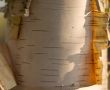 Birch Bark