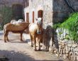  Draft horses for Gypsy Wagons