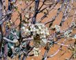  Spring time Fruit Tree  Blossoms