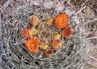  Round cactus with blooms and fishhook spines