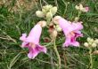  Desert Willow blooms after Rain