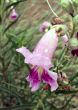 Rain Sprinkled  Desert Willow single Bloom