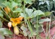  Home Vegetable  Garden with Squash