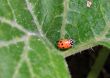  Ladybug on Squash Leaf  close up