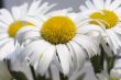 marguerite close up