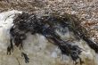 Seaweed on a Rock