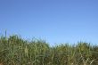 Grass and sky
