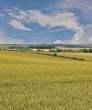 Wheat fields