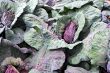 Red cabbage