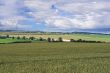 Wheat fields