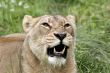 Snarling lioness