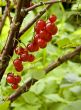 Red currant on a branch