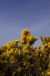 Gorse blossom
