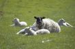 Ewe and Lambs