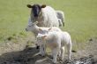 Mum and lambs